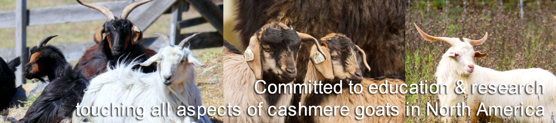Committed to education and research touching all aspects of cashmere goats in North America